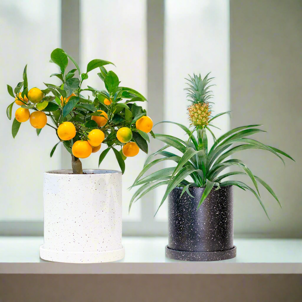 Fruit Plants