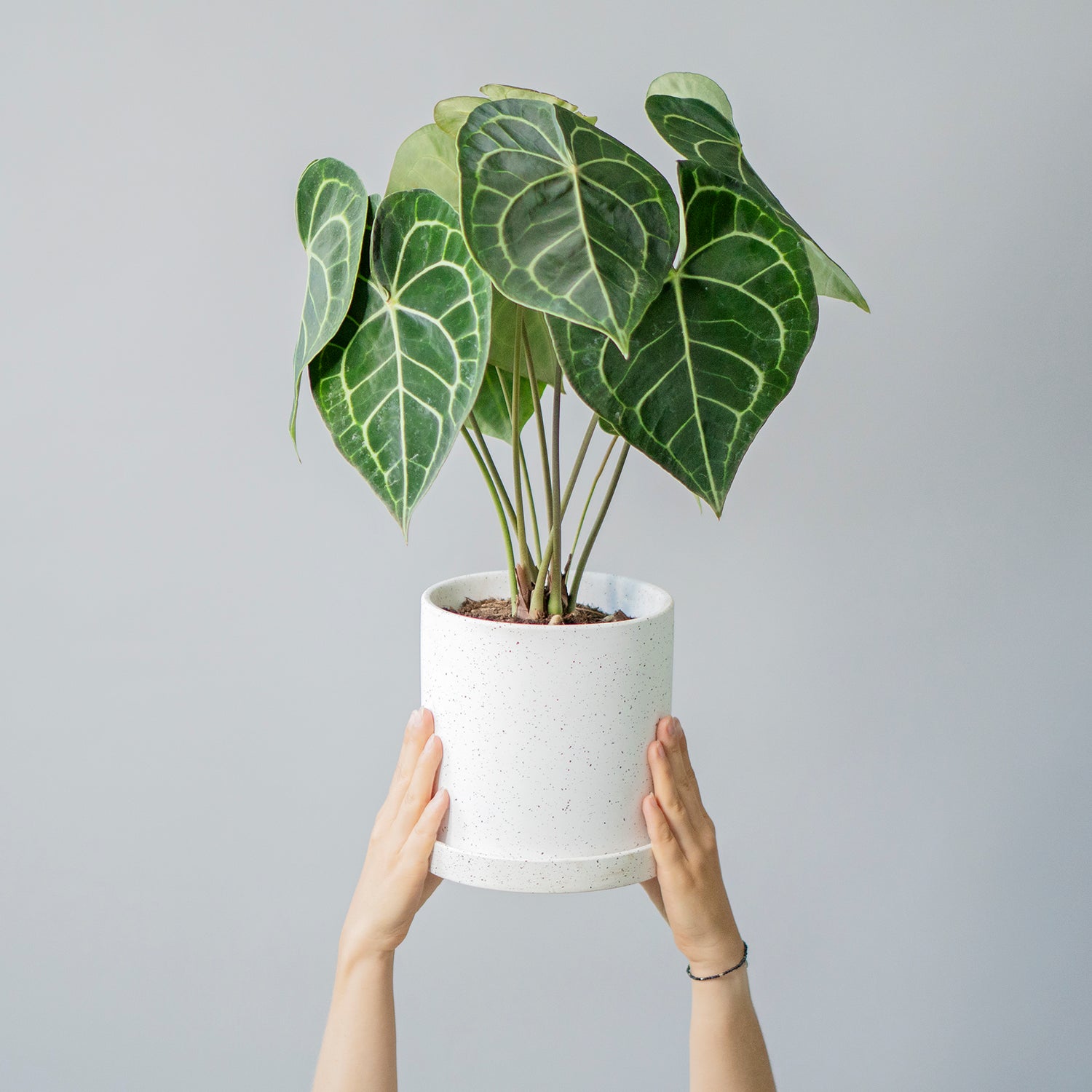 Rare Plants