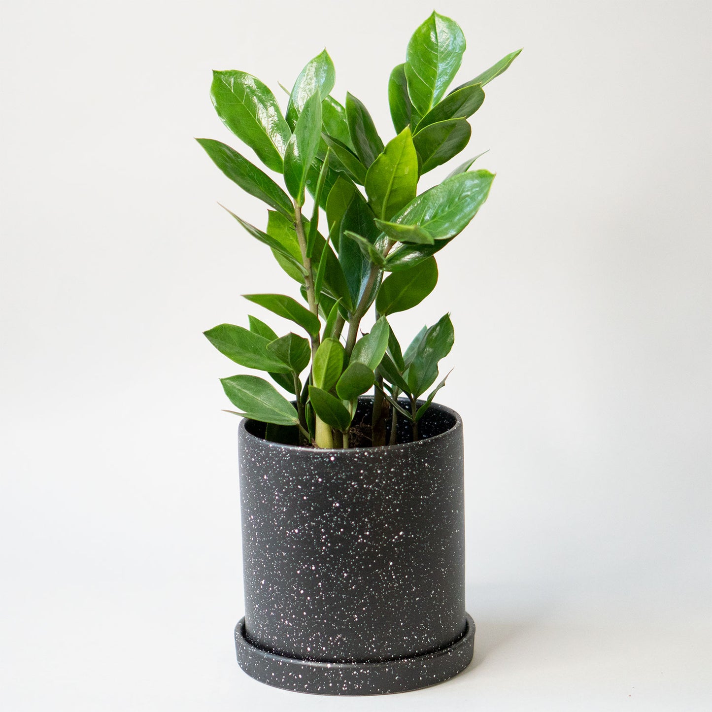 ZZ Plant (Zamioculcas)