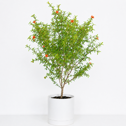 Pomegranate Tree (Large)