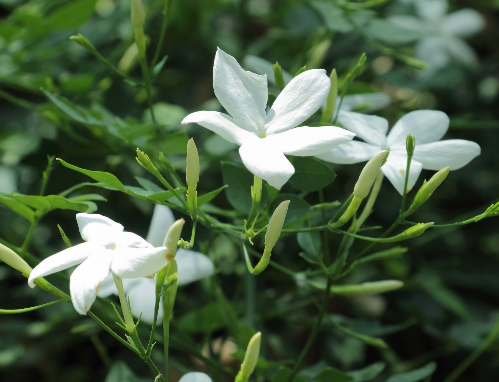 indoor jasmine plant canada Jasmine Officinale in 6" pot| Fragrant Jasmine Plant Canada