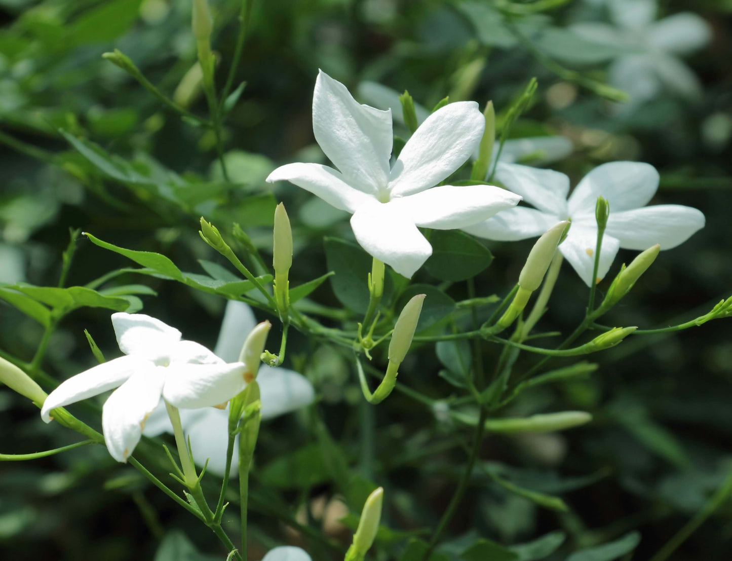 Jasmine Officinale