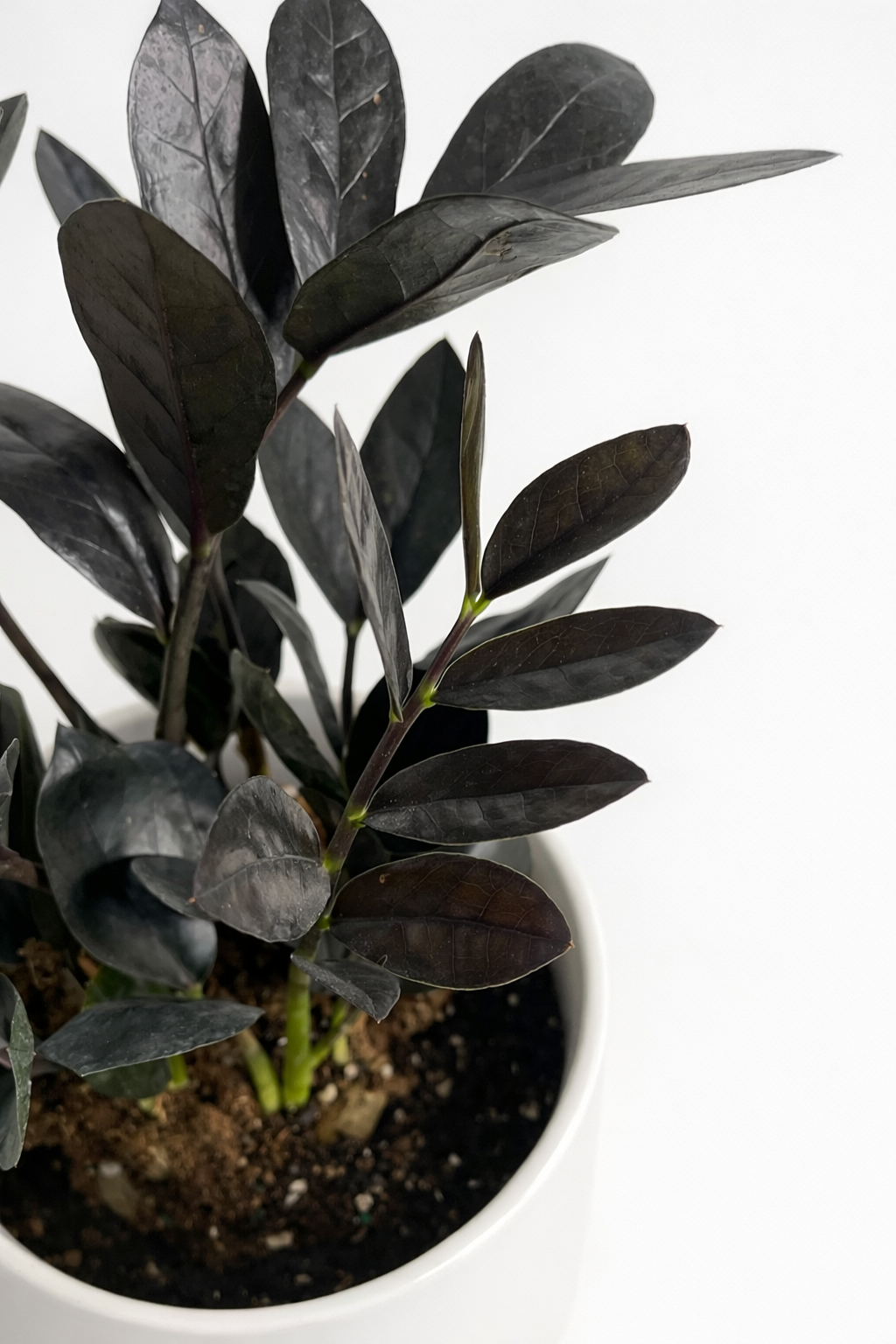 A close-up of a dark foliage ZZ plant with glossy, very dark green to near-black leaves, growing in a white pot with visible soil, set against a plain white background.