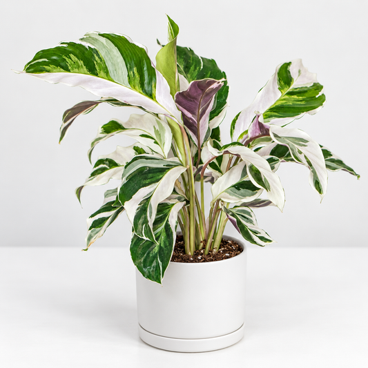 A variegated Calathea White Fusion with green, white, and purple leaves, potted in a white ceramic pot on a clean white background.