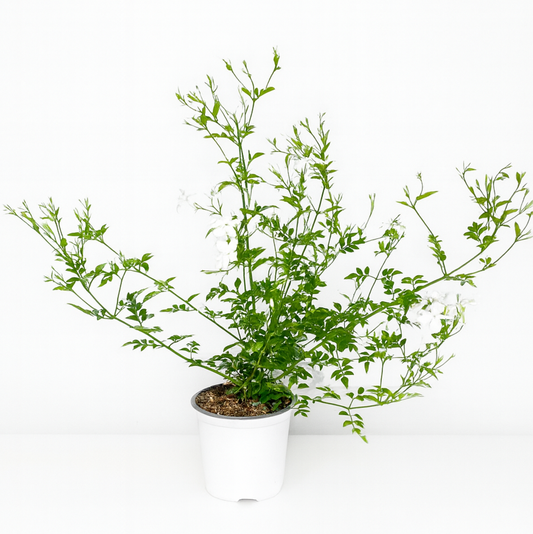 Jasmine Officinale