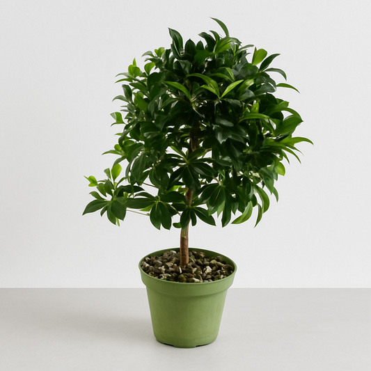 Bonsai Eugenia Brush Cherry