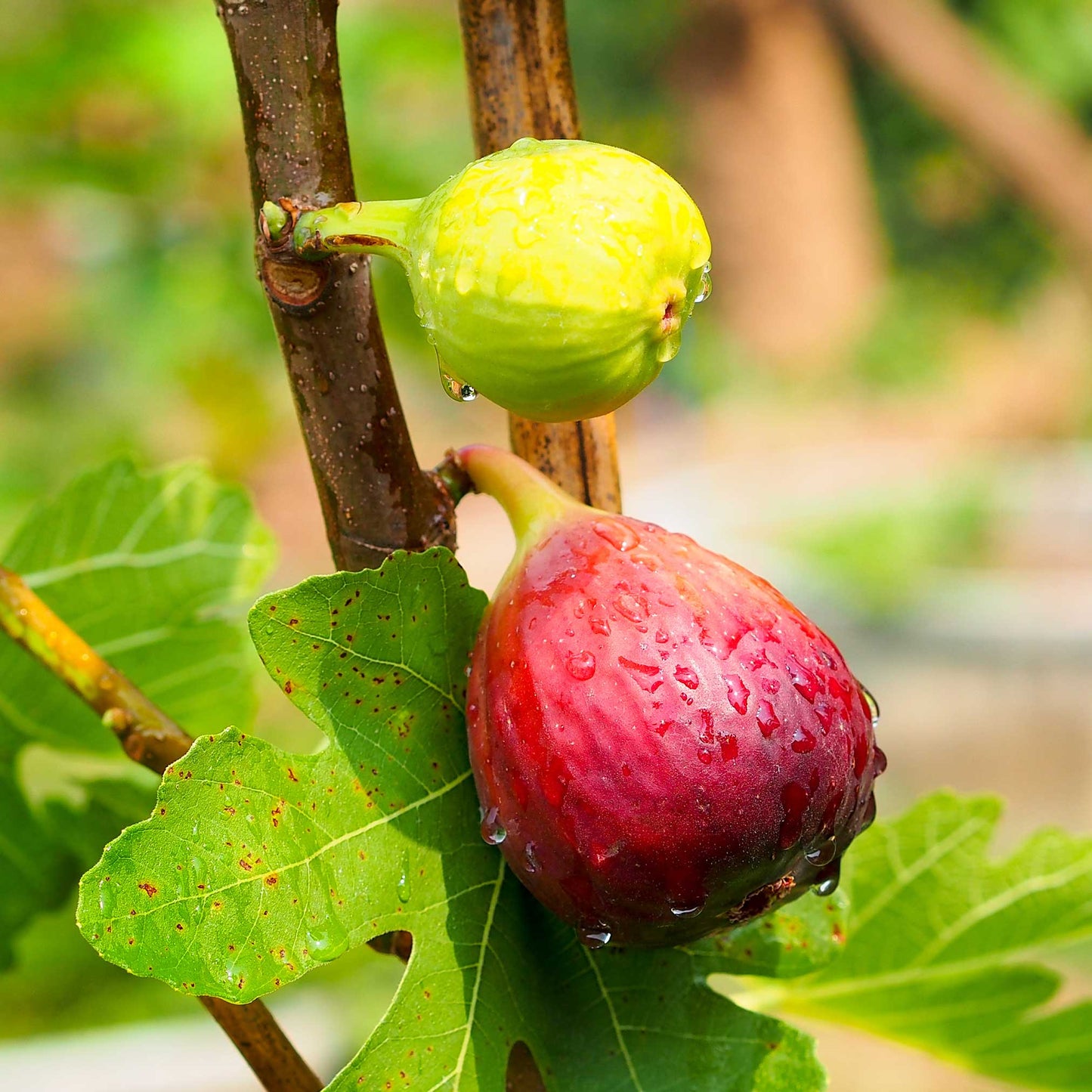 Fig Tree Chicago Hardy