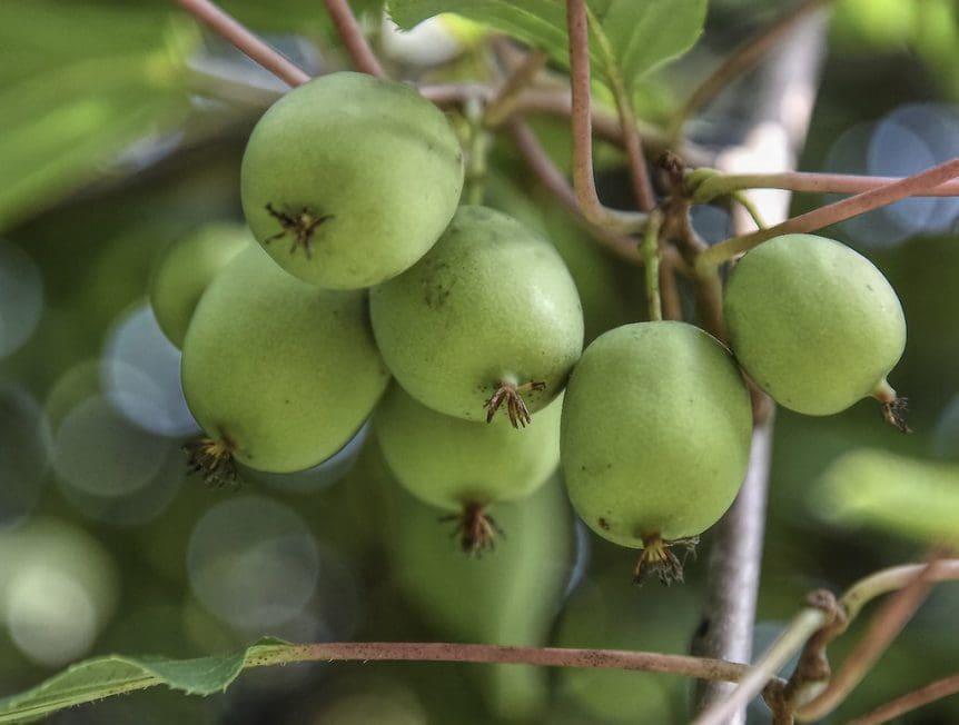 Kiwi Issai