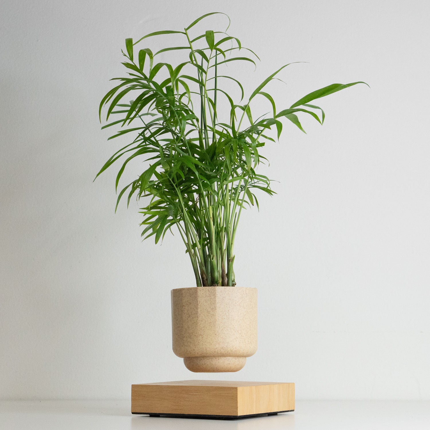 Levitating Plant Pot | Floating Plant Levio Parlor Palm | Plant Float ...
