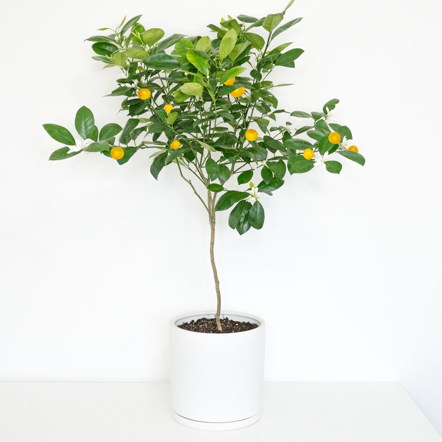 buy calamondin tree australia Calamondin Plant | Calamansi Calamondin Tree in 10” Pot | Potted Calamansi Citrus