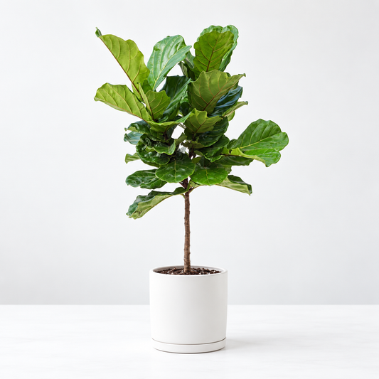 Ficus Lyrata Fiddle Leaf Fig
