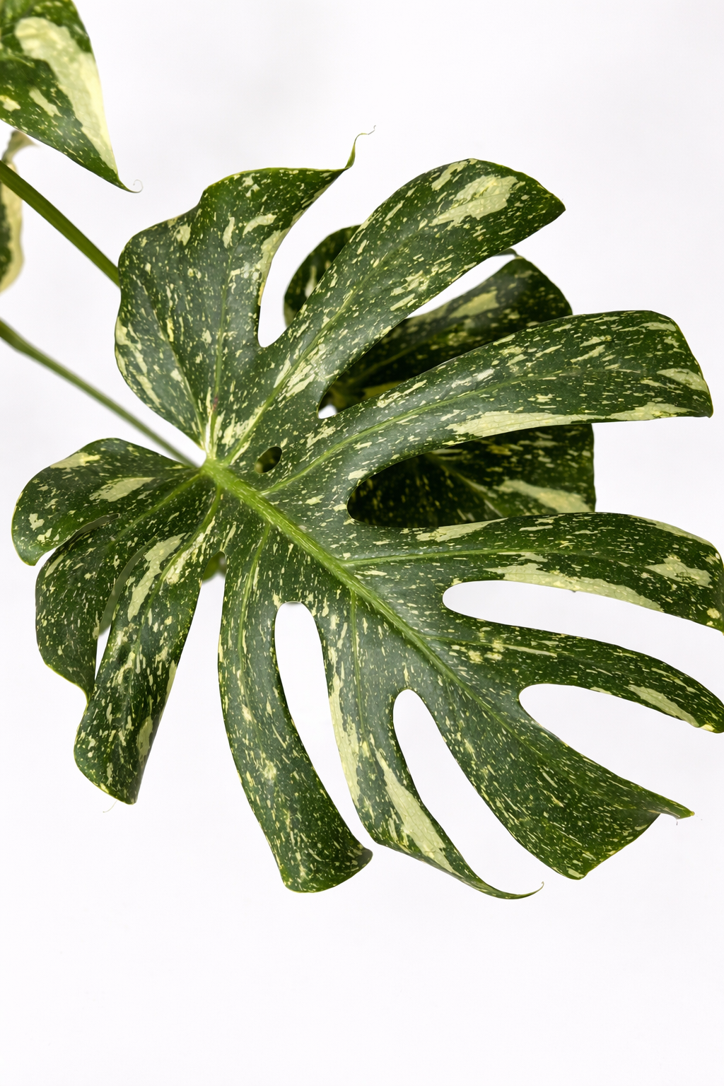 Monstera Thai Constellation