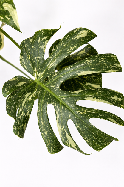 Monstera Thai Constellation