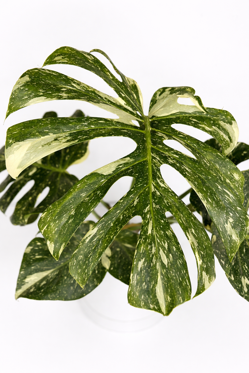 Large_variegated_leaf_of_monstera_Thai_constellation