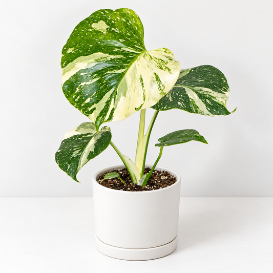 A variegated Monstera Thai Constellation with green and cream leaves in a white ceramic pot, set against a clean white background.