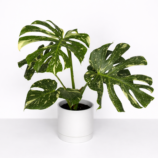 Potted plant with large green leaves on a white background