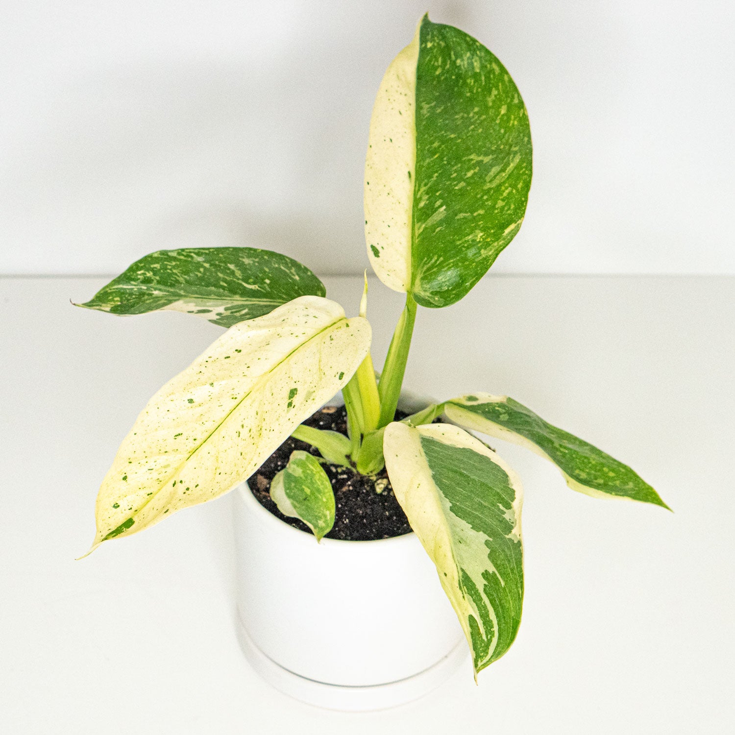 (Reserved)Variegated best Philodendron Jose Buono seedling plant