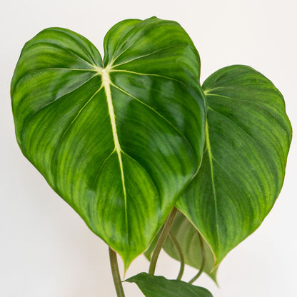 dean mcdowell philodendron Philodendron McDowell | Philodendron Dean McDowell in 6” Pot | Rare Unique Potted Houseplants for Delivery | Houseplant for sale