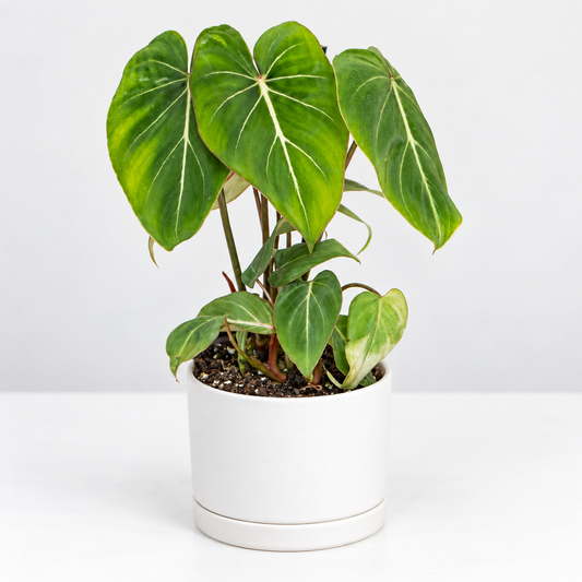 A potted Philodendron Gloriosum with vibrant green heart-shaped leaves featuring prominent white veins, housed in a simple white ceramic pot against a clean white background.