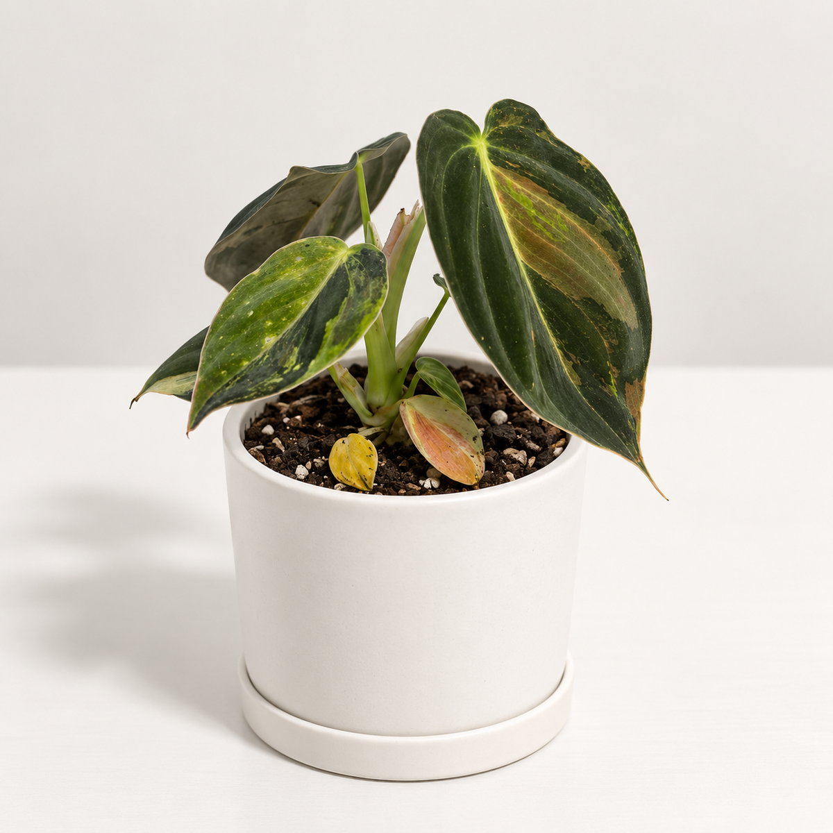 Philodendron Melanochrysum Variegated