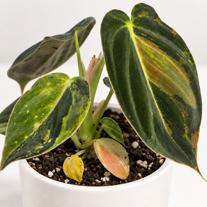 Philodendron Melanochrysum Variegated leaves