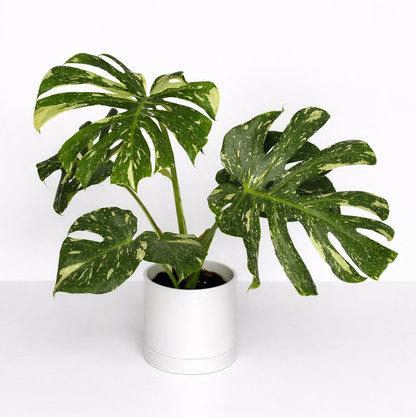 Monstera Thai Constellation