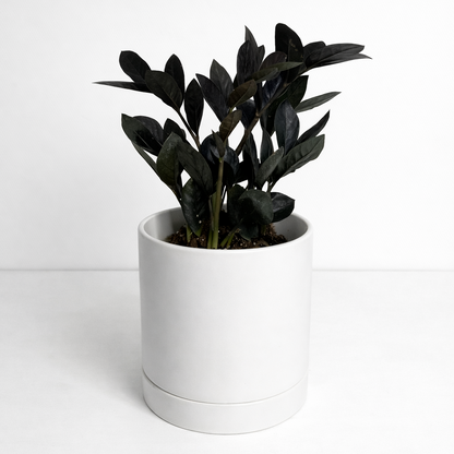 A black raven ZZ plant in a matte white cylindrical planter, set against a clean white background.