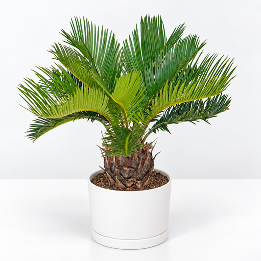 A small green cycas Sago Palm plant in a white cylindrical pot, photographed against a clean white background.