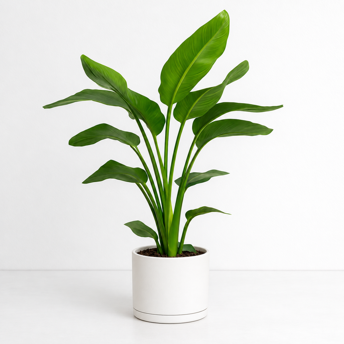 White bird of paradise Strelitzia Nicolai
