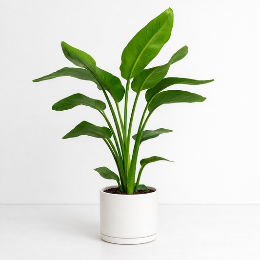 White bird of paradise Strelitzia Nicolai