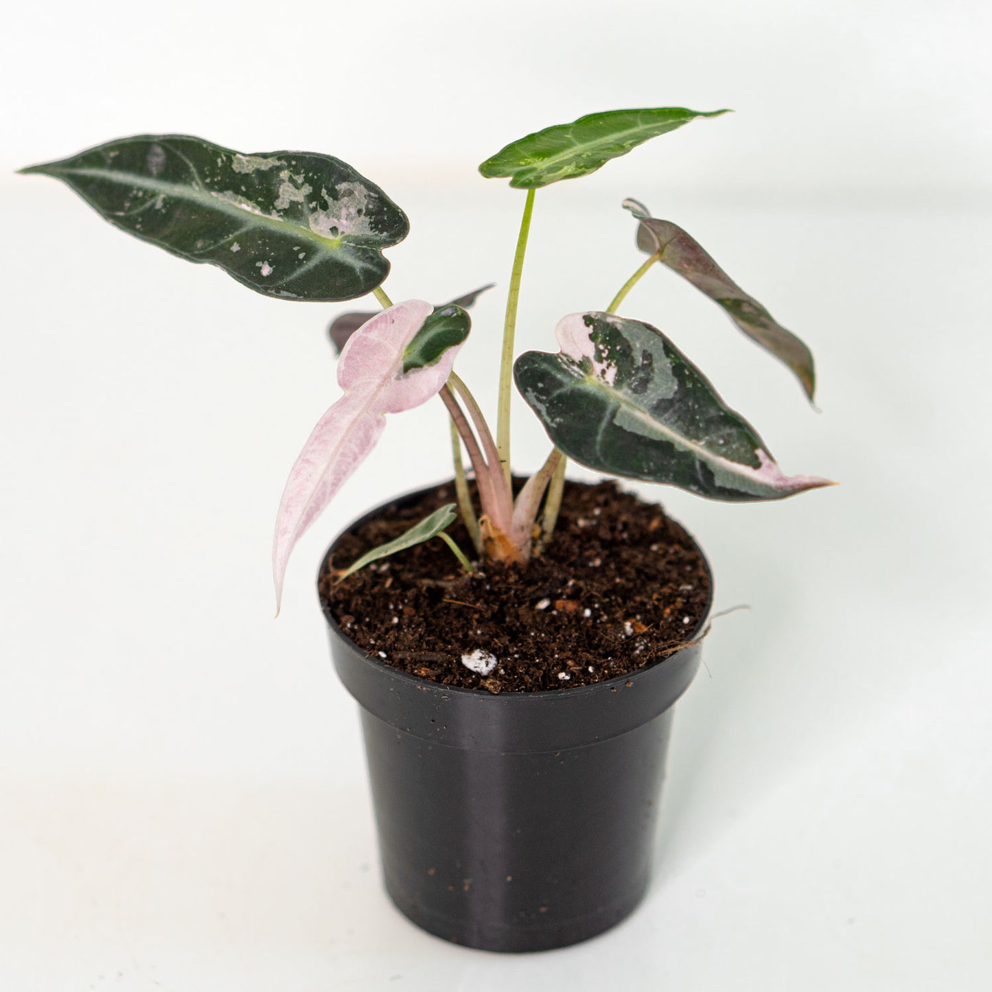 Alocasia Bambino Variegated Pink