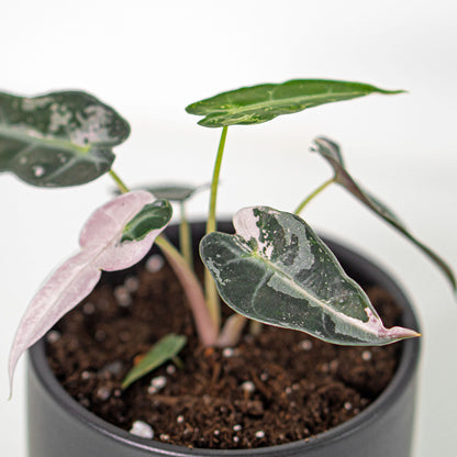 Alocasia Bambino Variegated Pink