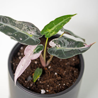 Alocasia Bambino Variegated Pink