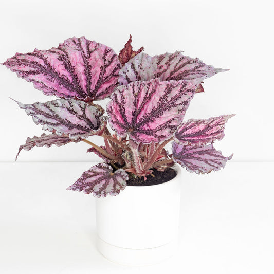 Begonia Rex Spirit of Sumatra