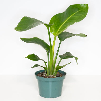bird of paradise indoor plant for sale Strelitzia Nicolai in 6" pot | White Bird of Paradise Plant Canada