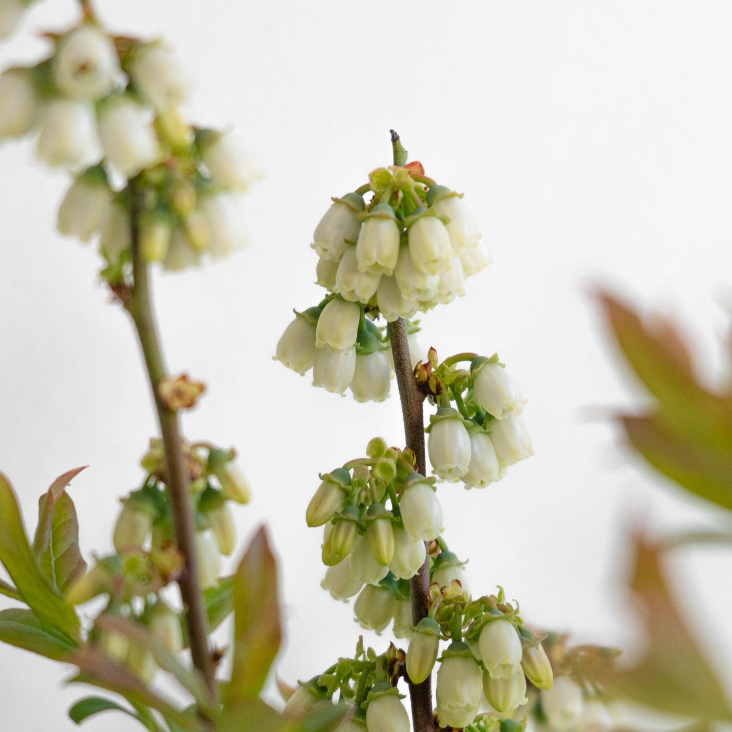 Blueberry Perpetua