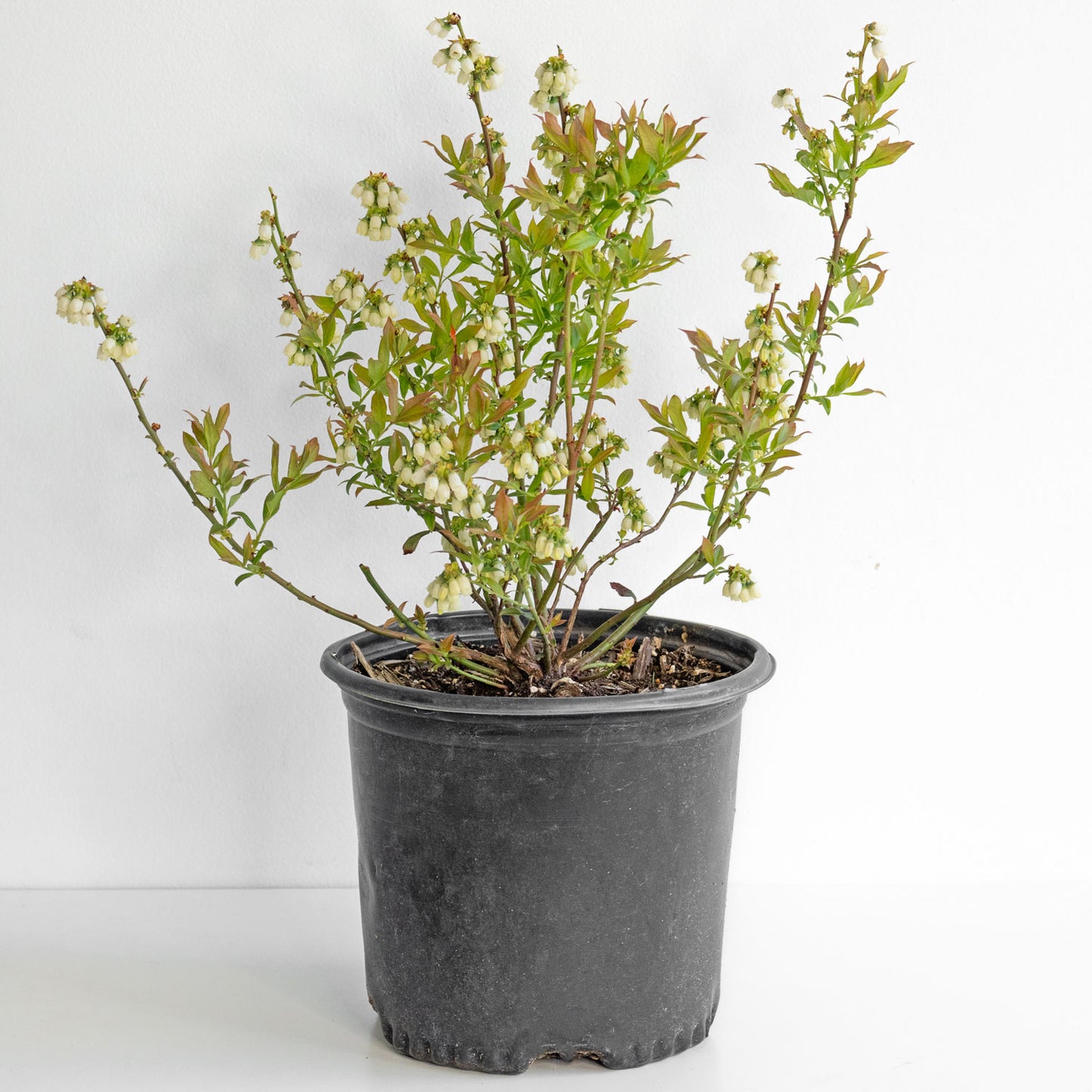Blueberry Perpetua