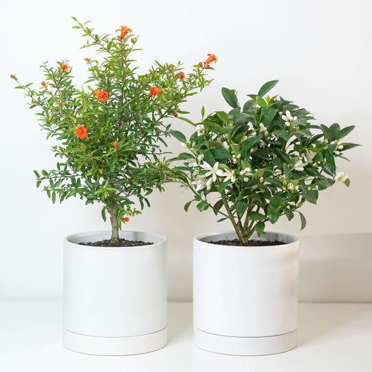 Plant Bundle Fruity