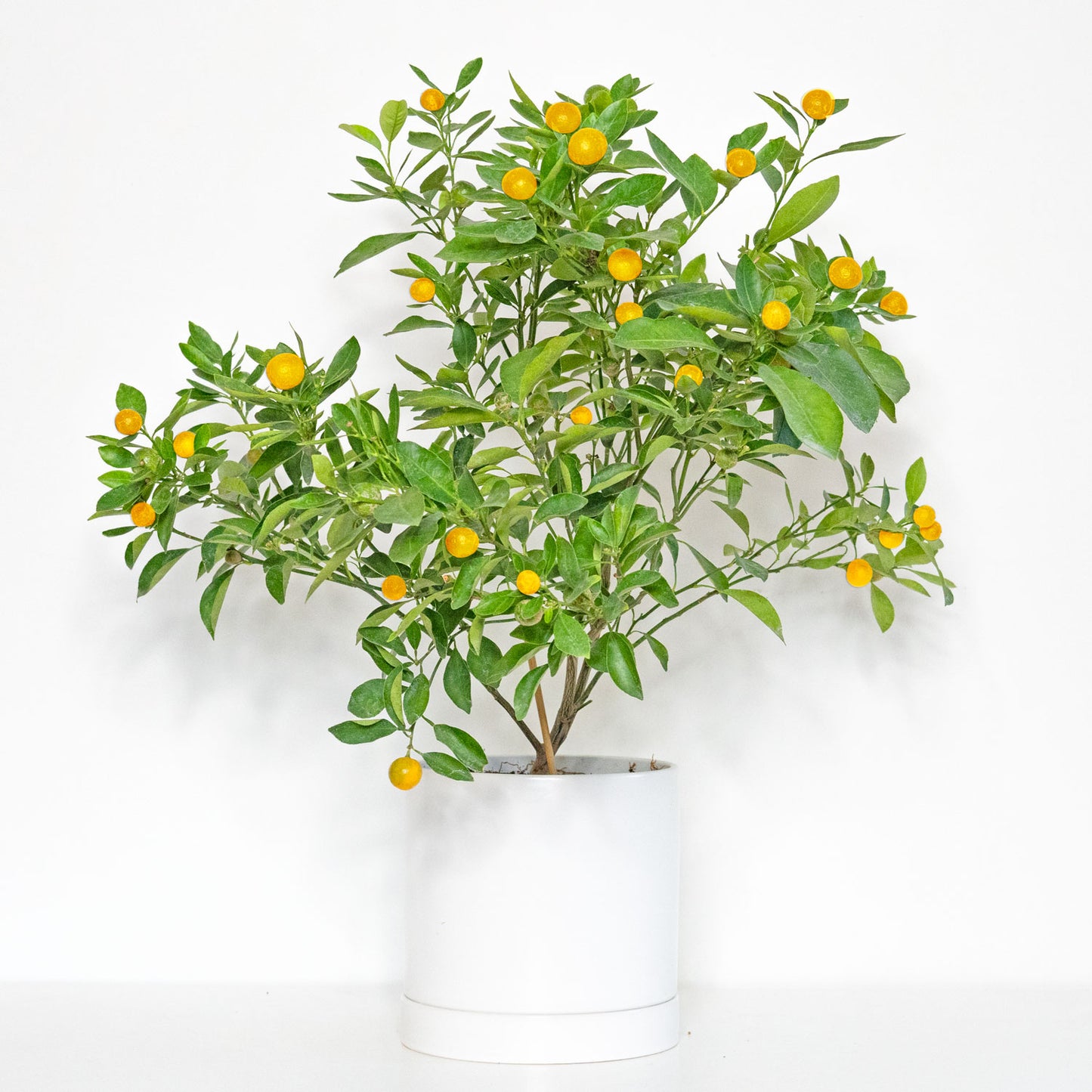 Calamondin Tree