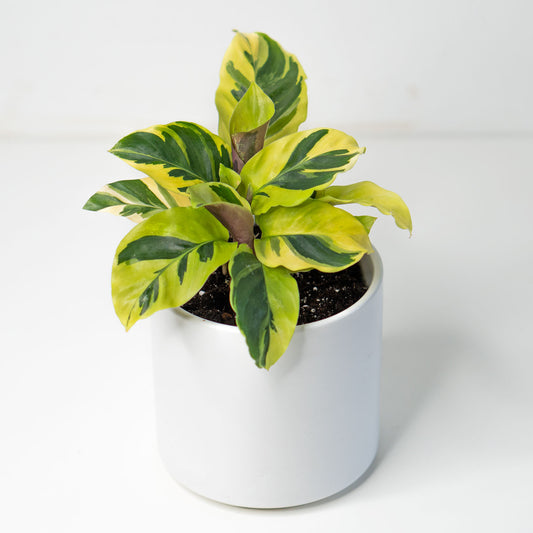 Calathea Yellow Fusion