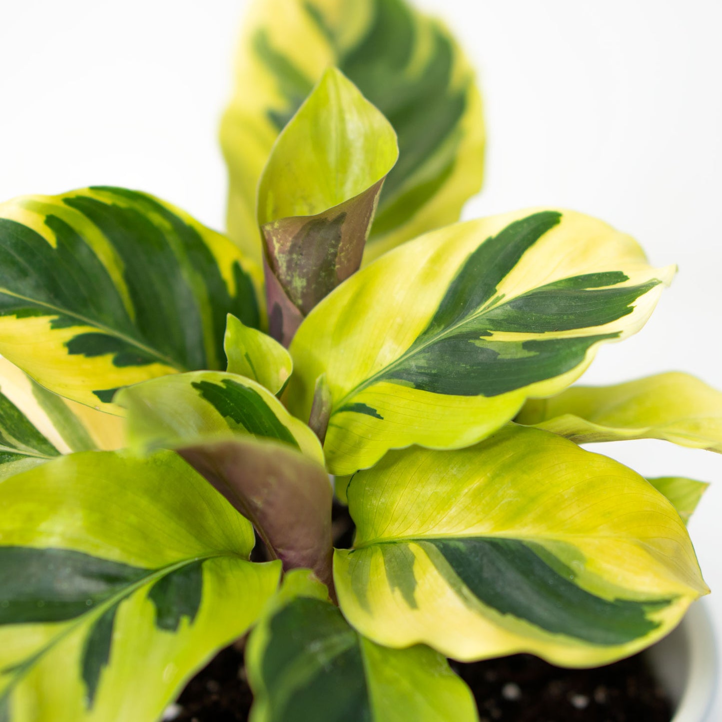 Calathea Yellow Fusion