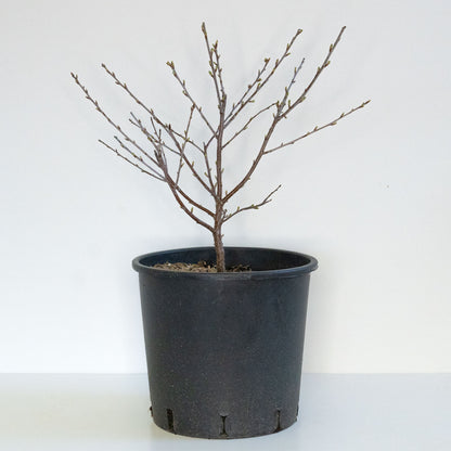 Carmine Jewel Dwarf Cherry