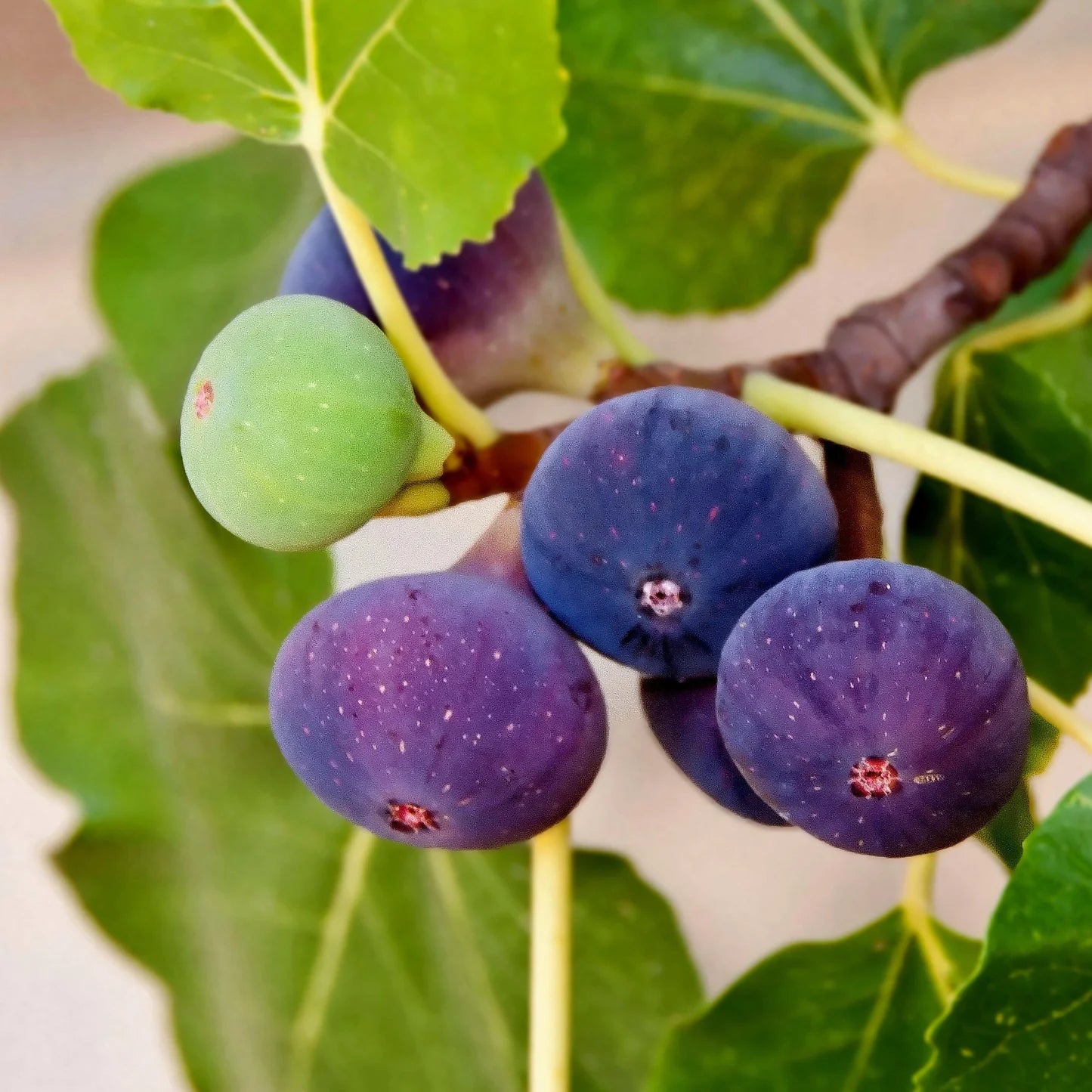 Fig Tree Chicago Hardy