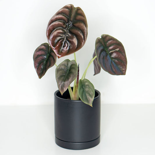 Alocasia Cuprea Red Secret