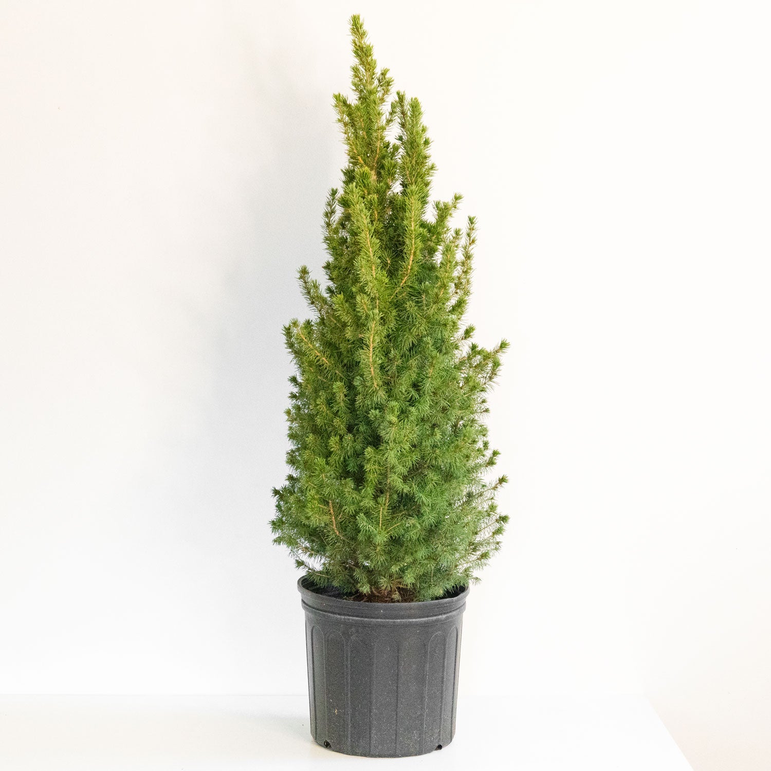 Dwarf Alberta Spruce – Cold-Hardy Evergreen Conifer Tree | Compact ...