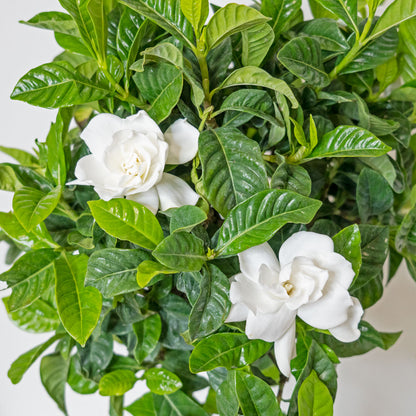 Leaves & Flowers of Potted Easy-Care Outdoor Plant Gardenia - Shop Flowering Houseplant Gardenia Braided Tree 6” - Buy repotted flowering outdoor plant Gardenia Braided Tree for delivery at Planteia