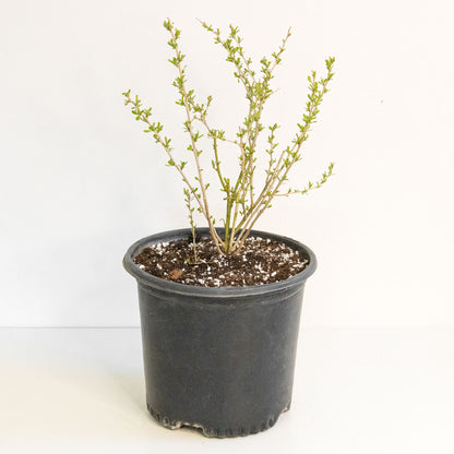 Goji Berry Plant