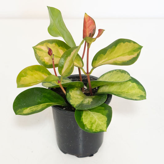 Hoya Australis Lisa