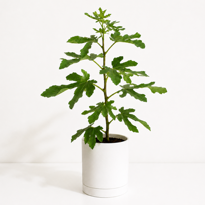Potted Fig Tree with green leaves on a white background