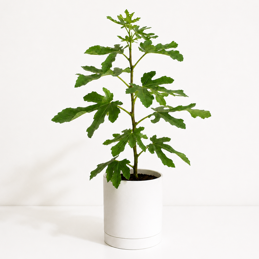 Potted Fig Tree with green leaves on a white background